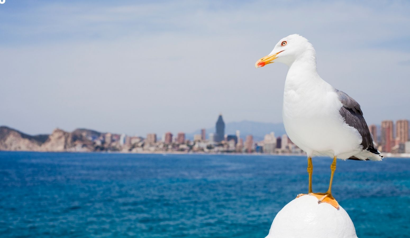 Oferta Fin de Año en Benidorm para mayores de 55 años seniors
